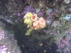 Epidendrium billeeanum