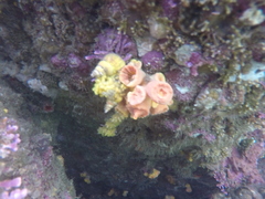 Epidendrium billeeanum