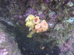 Epidendrium billeeanum