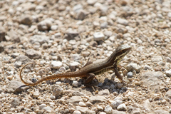 Leiocephalus cubensis