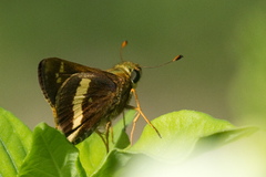 Atalopedes mesogramma