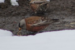 Leucosticte tephrocotis littoralis