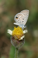 Hemiargus ceraunus filenus