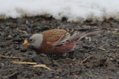 Leucosticte tephrocotis littoralis
