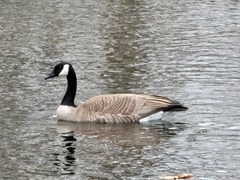 Branta canadensis