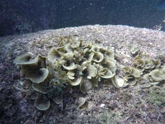 Padina durvillei