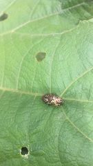 Zygogramma piceicollis