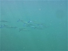 Hemiramphus saltator