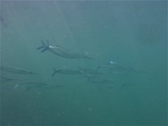 Hemiramphus saltator