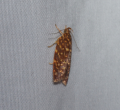 Syringoseca rhodoxantha