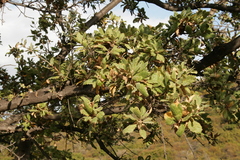 Quercus ithaburensis macrolepis