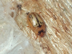 Peltoschema hamadryas