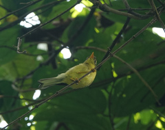Phylloscopus burkii