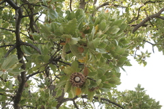 Quercus ithaburensis macrolepis