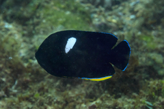 Keyhole Angelfish photo 2