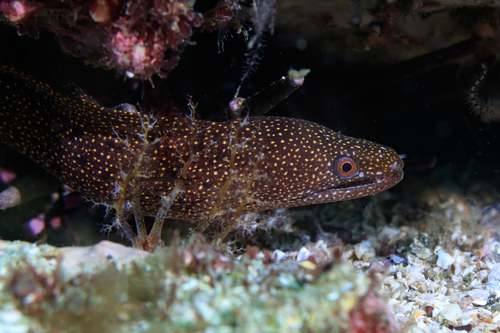Abbott's moray