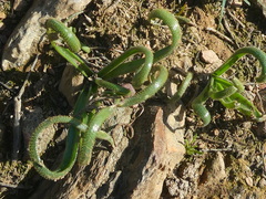 Albuca viscosa