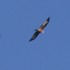 Milvus milvus