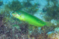 Novaculoides macrolepidotus