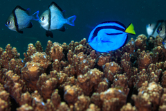 Paracanthurus hepatus