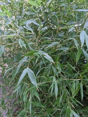 Phyllostachys bissetii