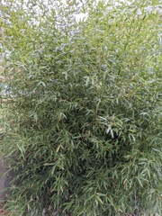 Phyllostachys bissetii