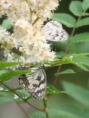 Melanargia halimede