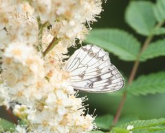 Melanargia halimede
