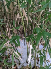 Phyllostachys bissetii