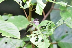 Hemipus hirundinaceus