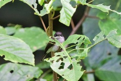 Hemipus hirundinaceus