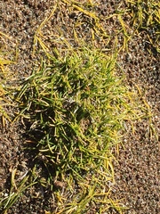 Zoysia minima