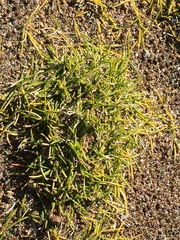 Zoysia minima