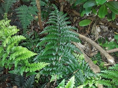 Asplenium appendiculatum maritimum