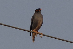 Acridotheres ginginianus