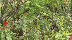 Papilio polytes stichius