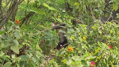 Papilio polytes stichius