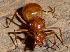 Myrmecocystus