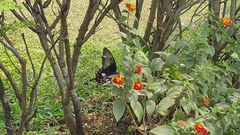 Papilio polytes stichius
