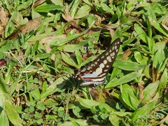 Graphium doson eleius