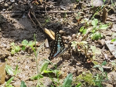 Graphium doson eleius