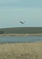 Haliaeetus albicilla