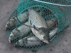 Hypophthalmichthys molitrix