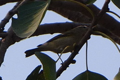 Phylloscopus trochiloides