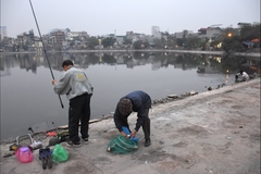 Hypophthalmichthys molitrix