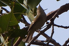 Phylloscopus trochiloides