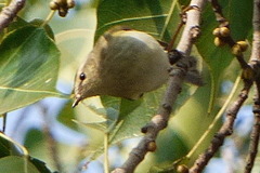 Phylloscopus trochiloides