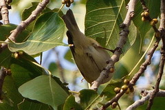 Phylloscopus trochiloides