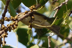 Phylloscopus trochiloides