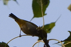 Phylloscopus trochiloides